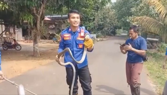 Bắt sống rắn hổ mang chúa dài 1,9 mét bò vào động cơ ô tô - Ảnh 1.