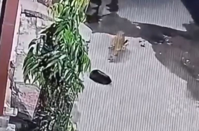 B&aacute;o hoa mai r&igrave;nh rập, bắt trộm ch&oacute; ngay trước cửa nh&agrave; d&acirc;n - Ảnh 1.