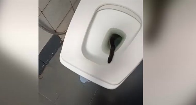 Mở nắp bồn cầu, người phụ nữ la hét khi thấy thứ đáng sợ bên trong - Ảnh 1.
