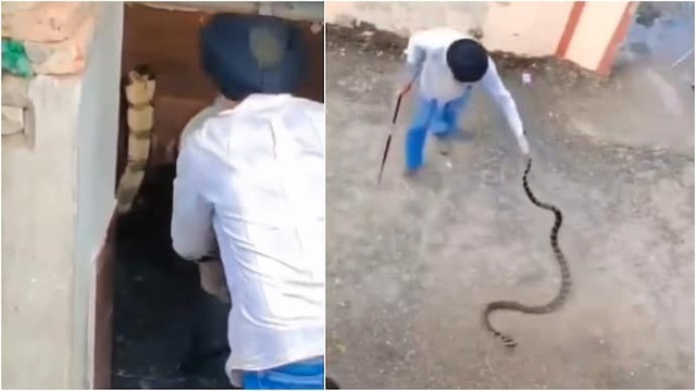 Bắt sống rắn hổ mang chúa dài 3 mét bò vào nhà vệ sinh - Ảnh 1.