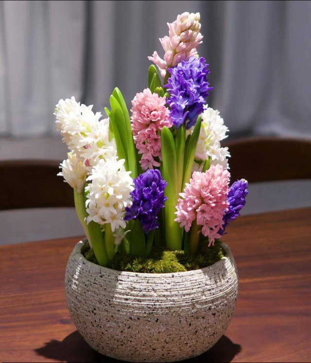 Ti&ecirc;n &ocirc;ng - Lo&agrave;i hoa c&oacute; m&ugrave;i thơm đặc biệt, h&uacute;t kh&aacute;ch trong dịp Tết- Ảnh 4.