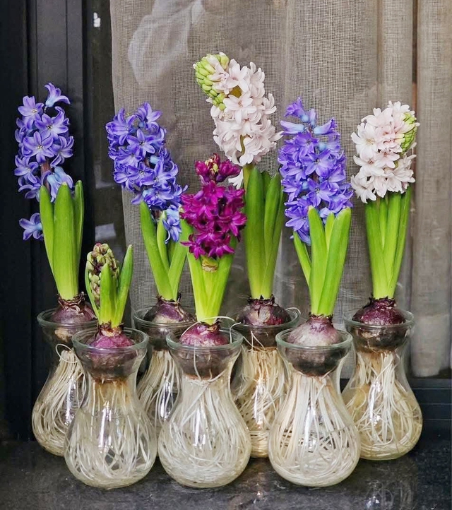 Ti&ecirc;n &ocirc;ng - Lo&agrave;i hoa c&oacute; m&ugrave;i thơm đặc biệt, h&uacute;t kh&aacute;ch trong dịp Tết- Ảnh 3.