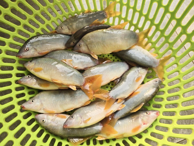 Sản vật m&ugrave;a nước nổi ở miền T&acirc;y nghe t&ecirc;n cực lạ tai, n&iacute;u ch&acirc;n thực kh&aacute;ch - Ảnh 1.