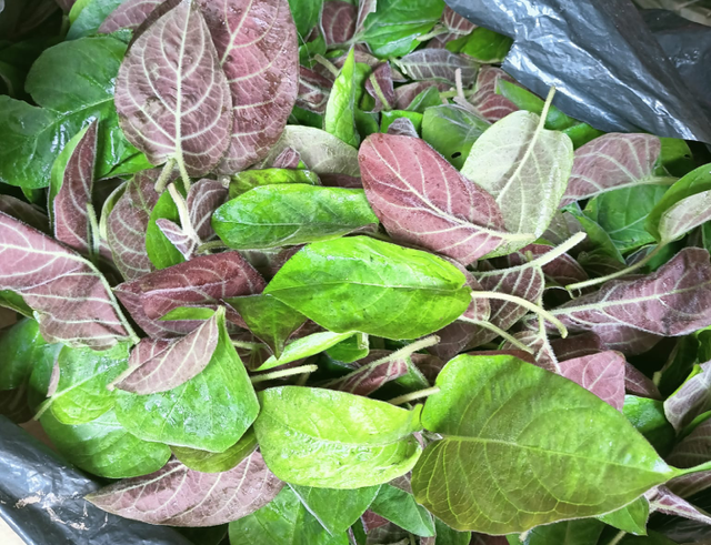 Loại lá "quét sạch" cơn ho mùa đông mà ít người biết - Ảnh 3.