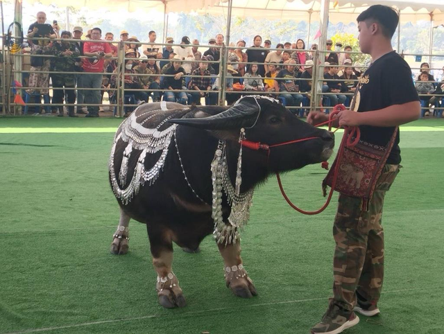 Con trâu lùn được trả 16 tỷ đồng, người đàn ông vẫn từ chối bán - Ảnh 1.