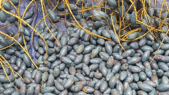 Loại quả xưa không ai thèm nhặt, giờ thành đặc sản tốt như "thuốc quý"- Ảnh 1. Loại quả xưa không ai thèm nhặt, giờ thành đặc sản tốt như "thuốc quý"- Ảnh 1.