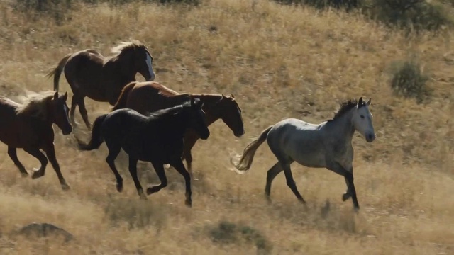 Linh vật ngựa rực rỡ khắp miền Tây chào Xuân Bính Ngọ- Ảnh 1. Linh vật ngựa rực rỡ khắp miền Tây chào Xuân Bính Ngọ- Ảnh 1.