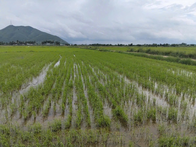 Tương lai mới tr&ecirc;n những &ldquo;c&aacute;nh đồng kh&ocirc;ng dấu ch&acirc;n&rdquo; của L&acirc;m Đồng- Ảnh 6.