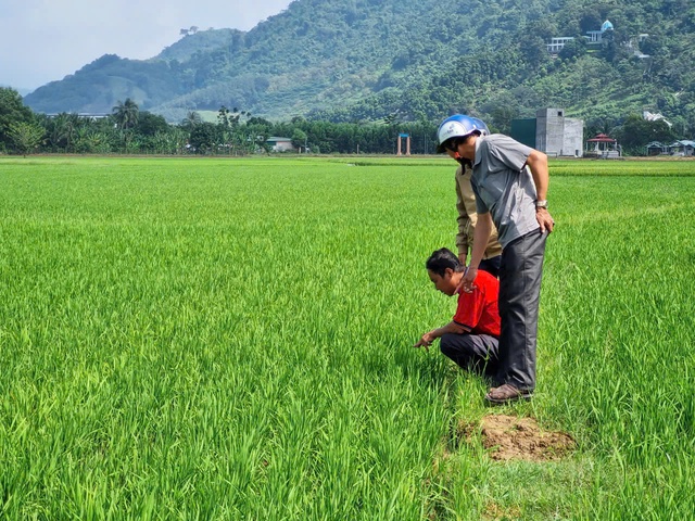 Tương lai mới tr&ecirc;n những &ldquo;c&aacute;nh đồng kh&ocirc;ng dấu ch&acirc;n&rdquo; của L&acirc;m Đồng- Ảnh 2.