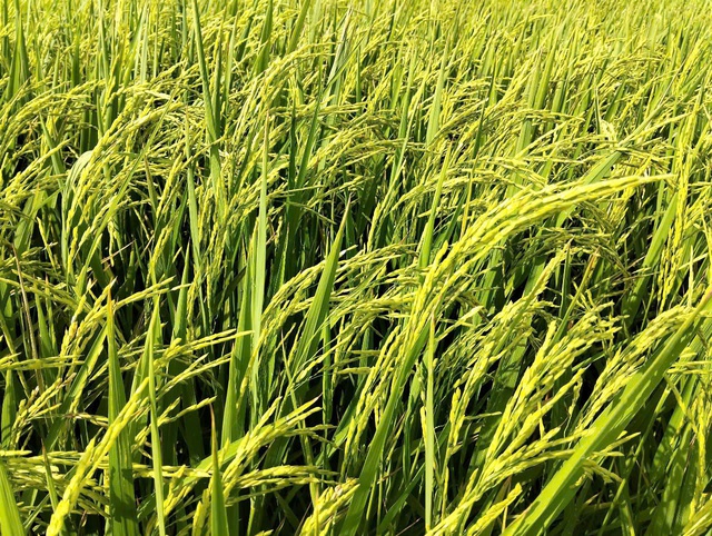 Tương lai mới tr&ecirc;n những &ldquo;c&aacute;nh đồng kh&ocirc;ng dấu ch&acirc;n&rdquo; của L&acirc;m Đồng- Ảnh 3.