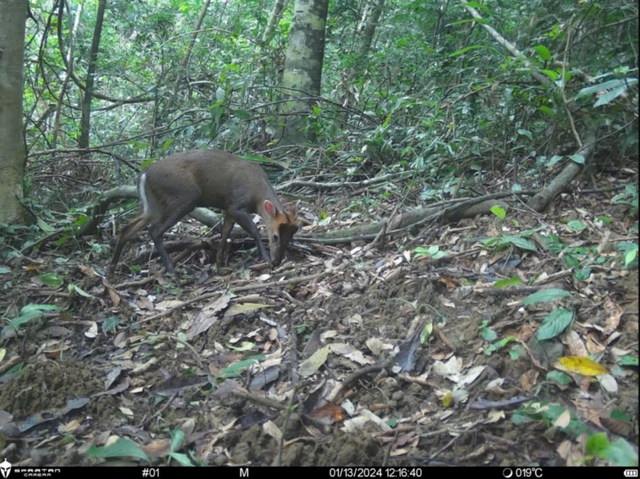 Gian nan h&agrave;nh tr&igrave;nh bảo vệ c&aacute;c lo&agrave;i động vật hoang d&atilde; ở Huế- Ảnh 1.