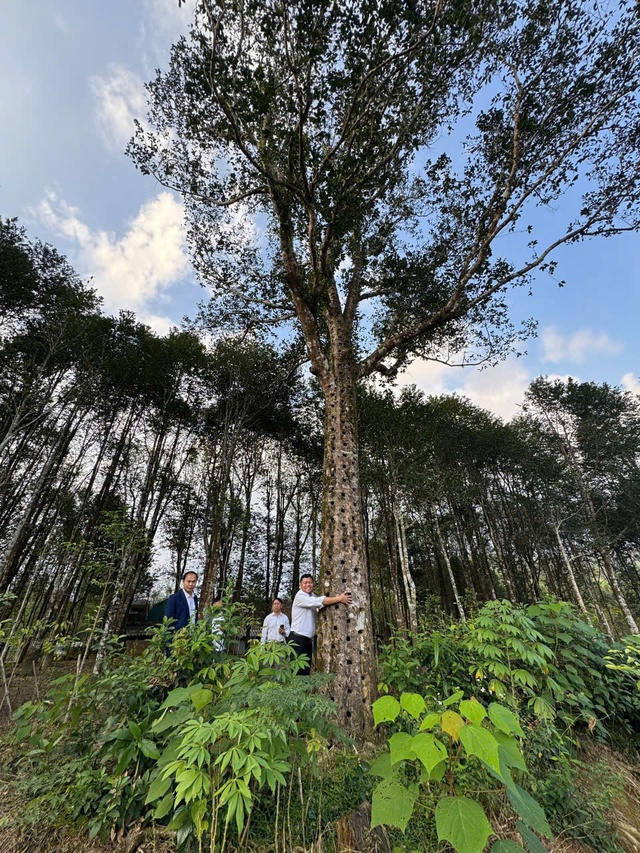 &ldquo;V&agrave;ng xanh&rdquo; giữa miền sơn cước gi&uacute;p người d&acirc;n bứt ph&aacute; l&agrave;m gi&agrave;u- Ảnh 4.