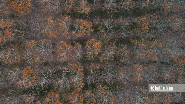 Mùa “thay áo” trên những cánh rừng cao su Tây Ninh - Ảnh 4.