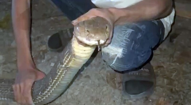 Bắt sống rắn hổ mang ch&uacute;a d&agrave;i 4,2 m&eacute;t ẩn nấp trong chuồng g&agrave; - Ảnh 1.