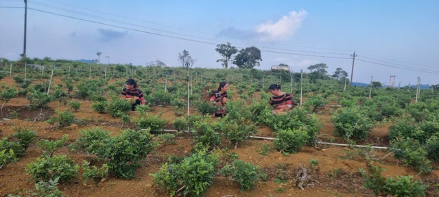 Bidiphar đồng h&agrave;nh c&ugrave;ng tỉnh Gia Lai ph&aacute;t triển v&ugrave;ng dược liệu bền vững- Ảnh 5.