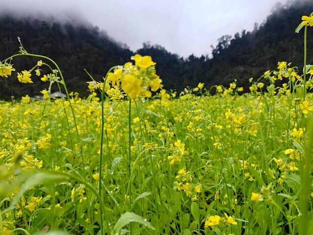 Hoa cải nhuộm v&agrave;ng, gọi bước ch&acirc;n du xu&acirc;n - Ảnh 4.