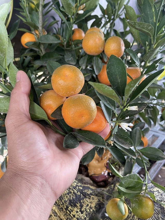 Quất cảnh sau Tết: Đẹp để ngắm, chưa chắc an toàn để ăn - Ảnh 1.