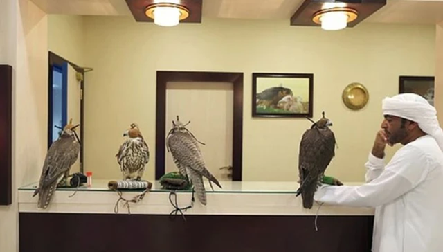 Loài chim đắt đỏ bậc nhất thế giới giá nửa tỷ/con, đi máy bay như “quý tộc”- Ảnh 1. Loài chim đắt đỏ bậc nhất thế giới giá nửa tỷ/con, đi máy bay như “quý tộc”- Ảnh 1.