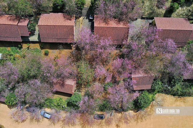 Mai anh đ&agrave;o nở rộ, Măng Đen kho&aacute;c &aacute;o hồng dịp cuối năm- Ảnh 2.