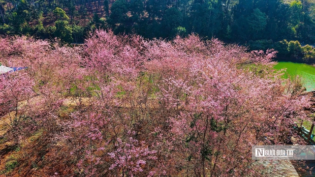 Mai anh đ&agrave;o nở rộ, Măng Đen kho&aacute;c &aacute;o hồng dịp cuối năm- Ảnh 3.