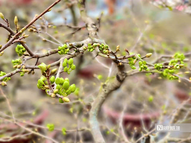 Quảng Ng&atilde;i: T&agrave;u thuyền hối hả chở Tết ra đảo tiền ti&ecirc;u L&yacute; Sơn- Ảnh 6.