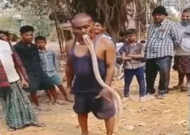 Người đ&agrave;n &ocirc;ng d&ugrave;ng miệng nhấc bổng con rắn hổ mang ch&uacute;a khỏi mặt đất - Ảnh 1.