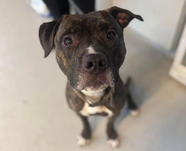 Ch&uacute; ch&oacute; ph&aacute; kh&oacute;a, trốn khỏi trạm cứu hộ khiến nh&acirc;n vi&ecirc;n sốc nặng - Ảnh 2.