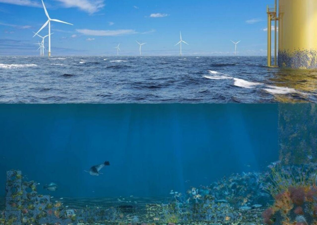 Khi trang trại điện gi&oacute; ngo&agrave;i khơi kh&ocirc;ng chỉ tạo ra điện - Ảnh 1.