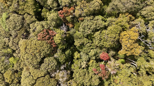 Đẹp ngỡ ng&agrave;ng rừng tự nhi&ecirc;n thay l&aacute; nhuộm sắc đ&egrave;o Măng Đen- Ảnh 2.