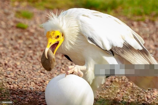 Lo&agrave;i vật qu&yacute; hiếm bậc nhất thế giới, tuyệt t&iacute;ch hơn 150 năm bất ngờ "t&aacute;i xuất" biết d&ugrave;ng đ&aacute; đập vỡ trứng - Ảnh 1.