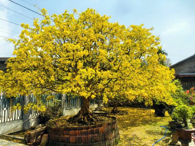 Kh&aacute;ch đại gia ng&atilde; gi&aacute; 10 tỷ đồng cho c&acirc;y mai 129 tuổi, chủ nh&acirc;n chưa gật đầu - Ảnh 2.