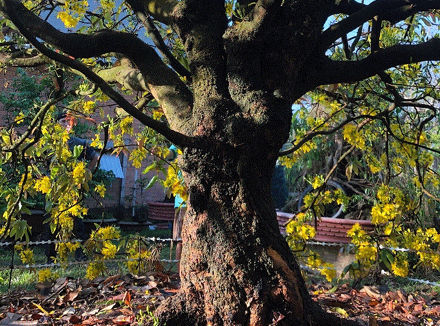 Kh&aacute;ch đại gia ng&atilde; gi&aacute; 10 tỷ đồng cho c&acirc;y mai 129 tuổi, chủ nh&acirc;n chưa gật đầu - Ảnh 3.