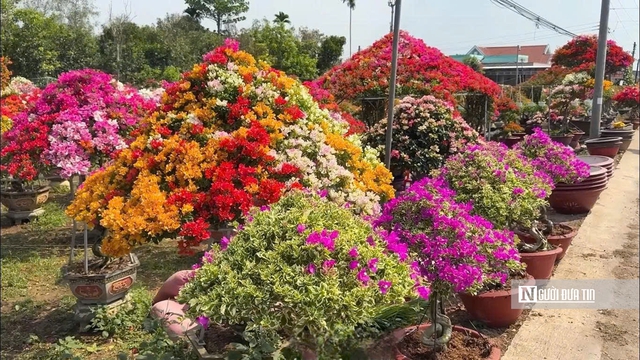 L&agrave;ng hoa giấy Ph&uacute; Sơn rực rỡ sắc xu&acirc;n b&ecirc;n d&ograve;ng C&aacute;i L&aacute;ch- Ảnh 5.