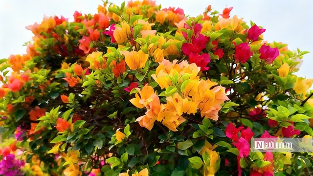 L&agrave;ng hoa giấy Ph&uacute; Sơn rực rỡ sắc xu&acirc;n b&ecirc;n d&ograve;ng C&aacute;i L&aacute;ch- Ảnh 7.