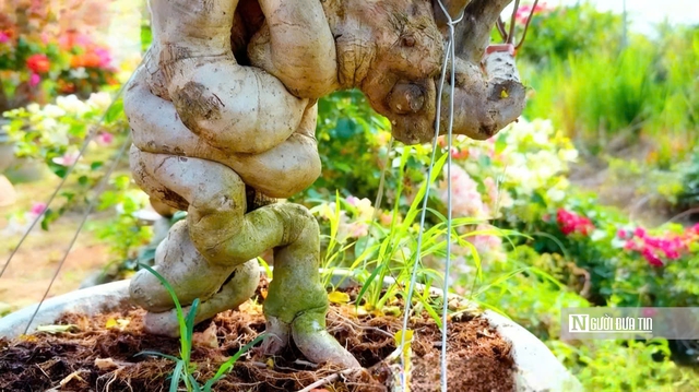 L&agrave;ng hoa giấy Ph&uacute; Sơn rực rỡ sắc xu&acirc;n b&ecirc;n d&ograve;ng C&aacute;i L&aacute;ch- Ảnh 11.