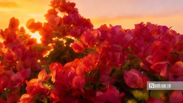 L&agrave;ng hoa giấy Ph&uacute; Sơn rực rỡ sắc xu&acirc;n b&ecirc;n d&ograve;ng C&aacute;i L&aacute;ch- Ảnh 12.