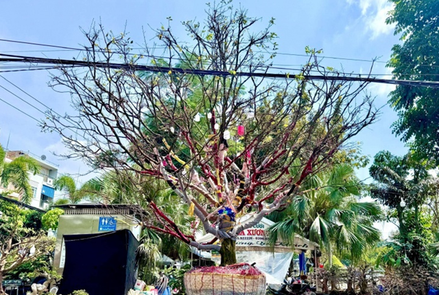 Cây mai cổ nhìn như "củi khô", đại gia bí ẩn trả giá gần 1 tỷ đồng chủ vẫn chưa ưng bán - Ảnh 3.