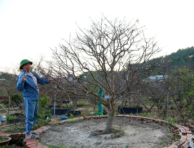 Cây mai cổ nhìn như "củi khô", đại gia bí ẩn trả giá gần 1 tỷ đồng chủ vẫn chưa ưng bán - Ảnh 2.