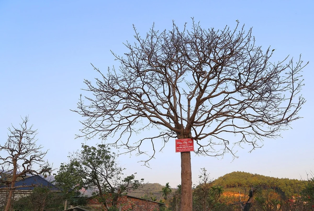 Cây mai cổ nhìn như "củi khô", đại gia bí ẩn trả giá gần 1 tỷ đồng chủ vẫn chưa ưng bán - Ảnh 1.