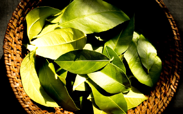 Loại l&aacute; ở Việt Nam rụng đầy gốc, "trời T&acirc;y" b&aacute;n 7 triệu đồng vẫn h&uacute;t kh&aacute;ch - Ảnh 3.