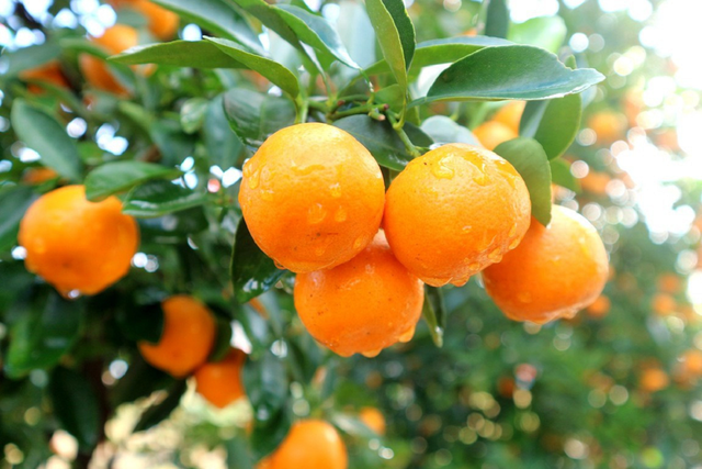 Loại quả l&agrave; &ldquo;b&aacute;u vật" ng&agrave;y Tết, đi chợ thấy bỏ qua qu&aacute; ph&iacute; - Ảnh 2.