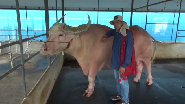 Con trâu bạch tạng khổng lồ có giá 53 tỷ đồng- Ảnh 1. Con trâu bạch tạng khổng lồ có giá 53 tỷ đồng- Ảnh 1.