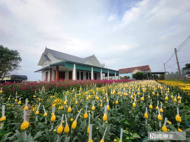 Vườn đ&agrave;o nở bung, hoa ngắn ng&agrave;y &ldquo;g&aacute;nh&rdquo; Tết cho thủ phủ hoa L&yacute; Trạch - Ảnh 1.