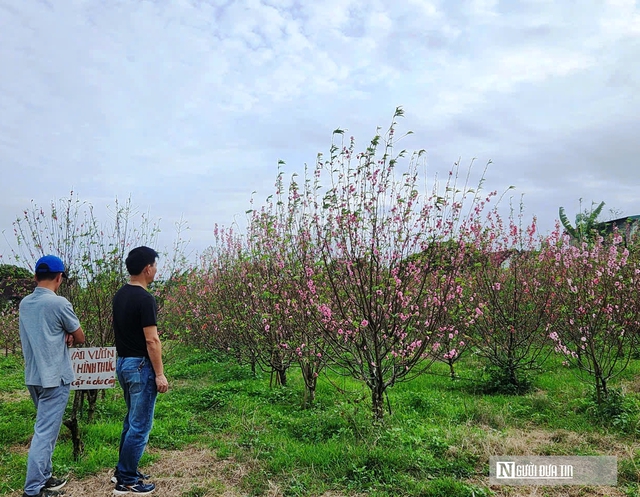 Vườn đ&agrave;o nở bung, hoa ngắn ng&agrave;y &ldquo;g&aacute;nh&rdquo; Tết cho thủ phủ hoa L&yacute; Trạch - Ảnh 3.
