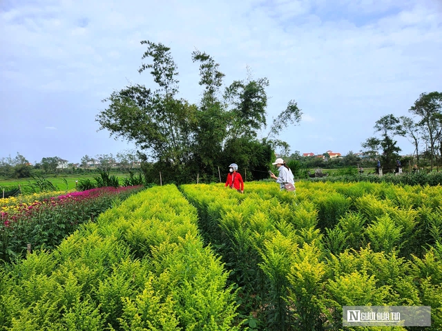 Vườn đ&agrave;o nở bung, hoa ngắn ng&agrave;y &ldquo;g&aacute;nh&rdquo; Tết cho thủ phủ hoa L&yacute; Trạch - Ảnh 4.