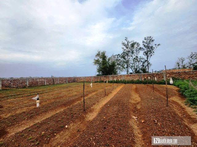 Vườn đ&agrave;o nở bung, hoa ngắn ng&agrave;y &ldquo;g&aacute;nh&rdquo; Tết cho thủ phủ hoa L&yacute; Trạch - Ảnh 8.