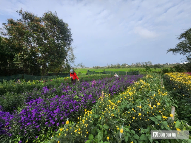 Vườn đ&agrave;o nở bung, hoa ngắn ng&agrave;y &ldquo;g&aacute;nh&rdquo; Tết cho thủ phủ hoa L&yacute; Trạch - Ảnh 10.