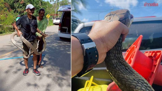 Bắt sống rắn hổ mang ch&uacute;a d&agrave;i 4 m&eacute;t ẩn nấp trong gầm giường nh&agrave; d&acirc;n- Ảnh 1.