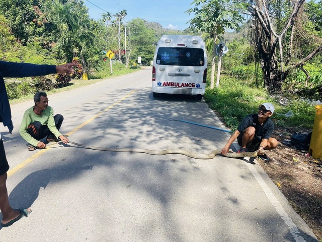 Bắt sống rắn hổ mang ch&uacute;a d&agrave;i 4 m&eacute;t ẩn nấp trong gầm giường nh&agrave; d&acirc;n- Ảnh 2.