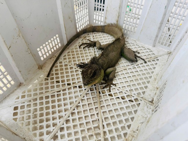 Nam thanh ni&ecirc;n bắt được "Rồng đất" qu&yacute; hiếm, vội mang nộp cho c&ocirc;ng an- Ảnh 2.